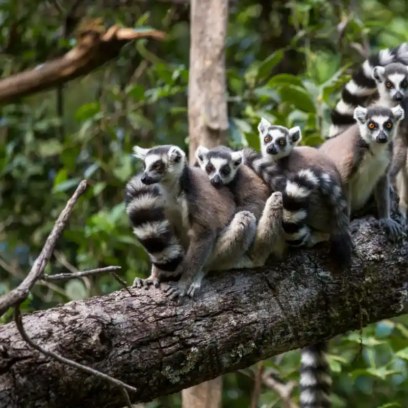 Une biodiversité riche et endémique